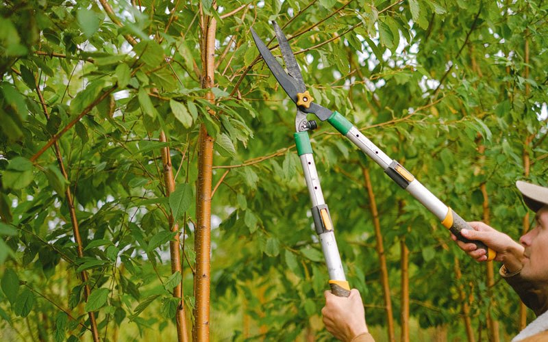Tree trimming in Saint Olaf, IA